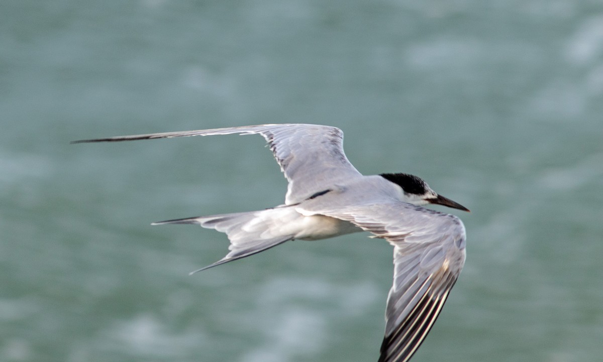 Common Tern - ML609549535