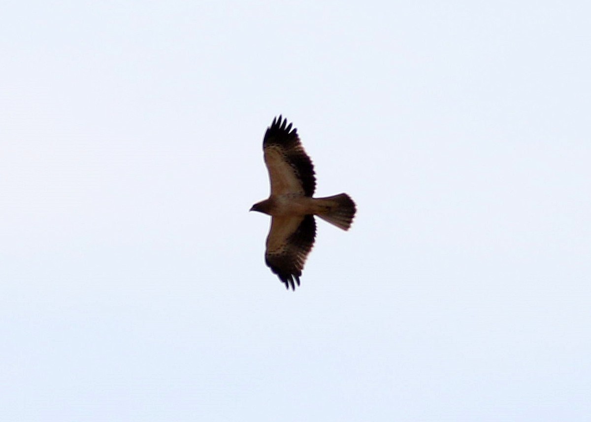 Booted Eagle - ML609549569