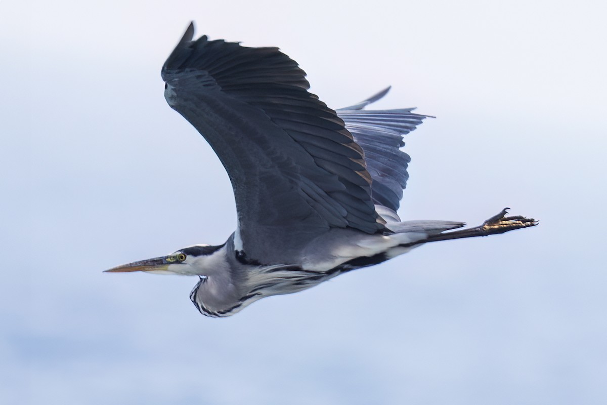 アオサギ - ML609549608