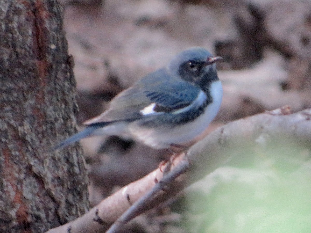 Black-throated Blue Warbler - ML609549690
