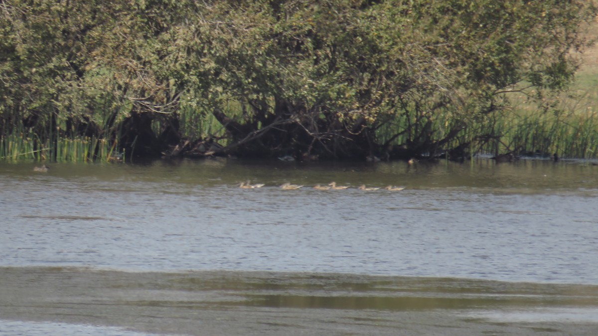 Northern Shoveler - ML609549695