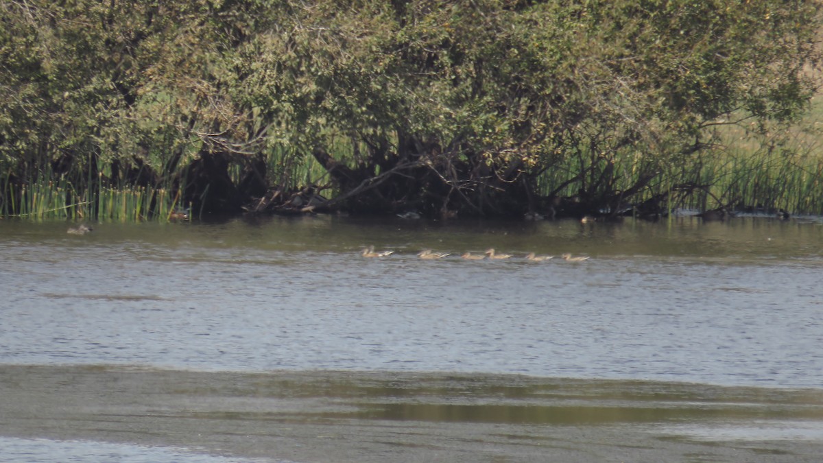 Northern Shoveler - Antonio Monteiro