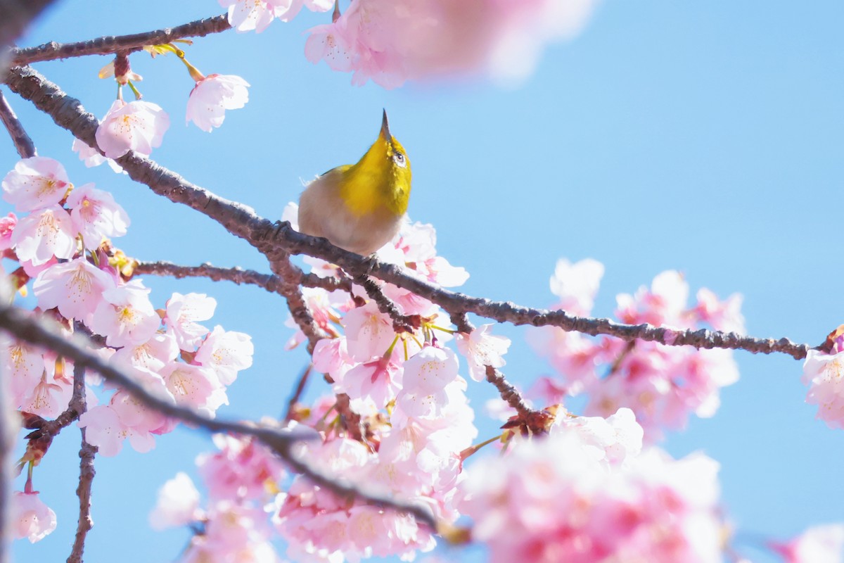 Warbling White-eye - ML609549782