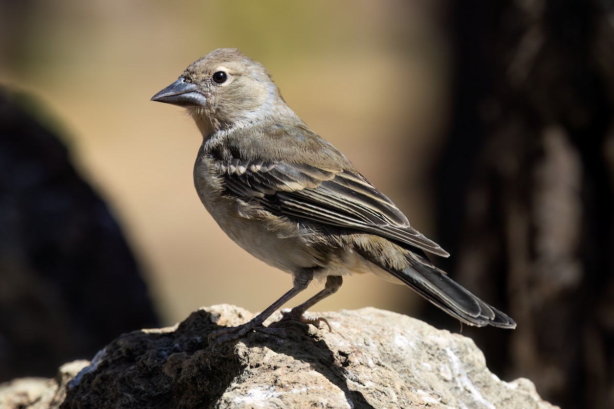 テネリフェオアトリ - ML609549866