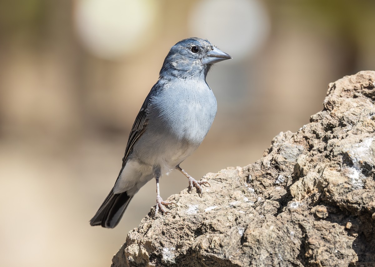 テネリフェオアトリ - ML609549962