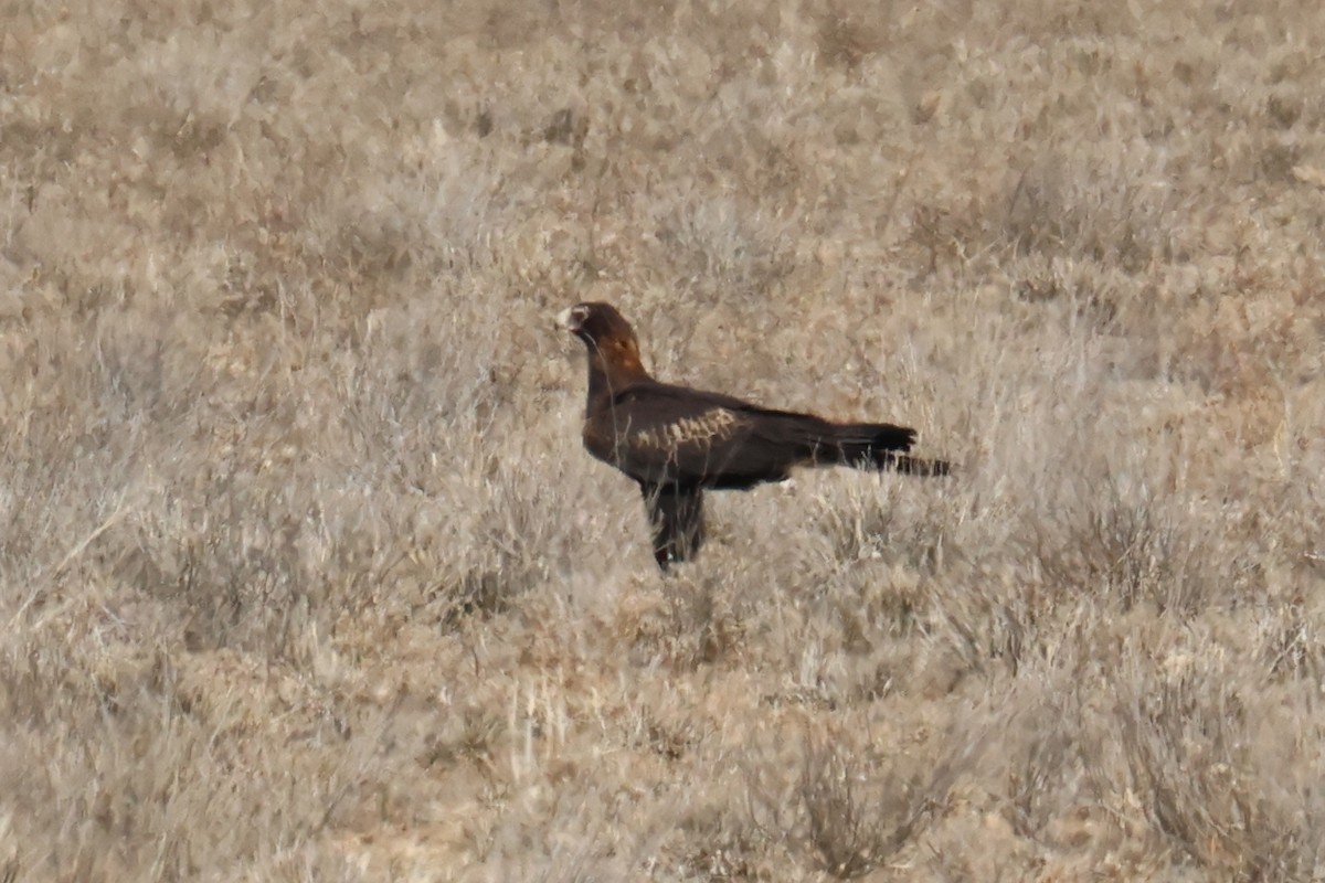 Wedge-tailed Eagle - ML609549994