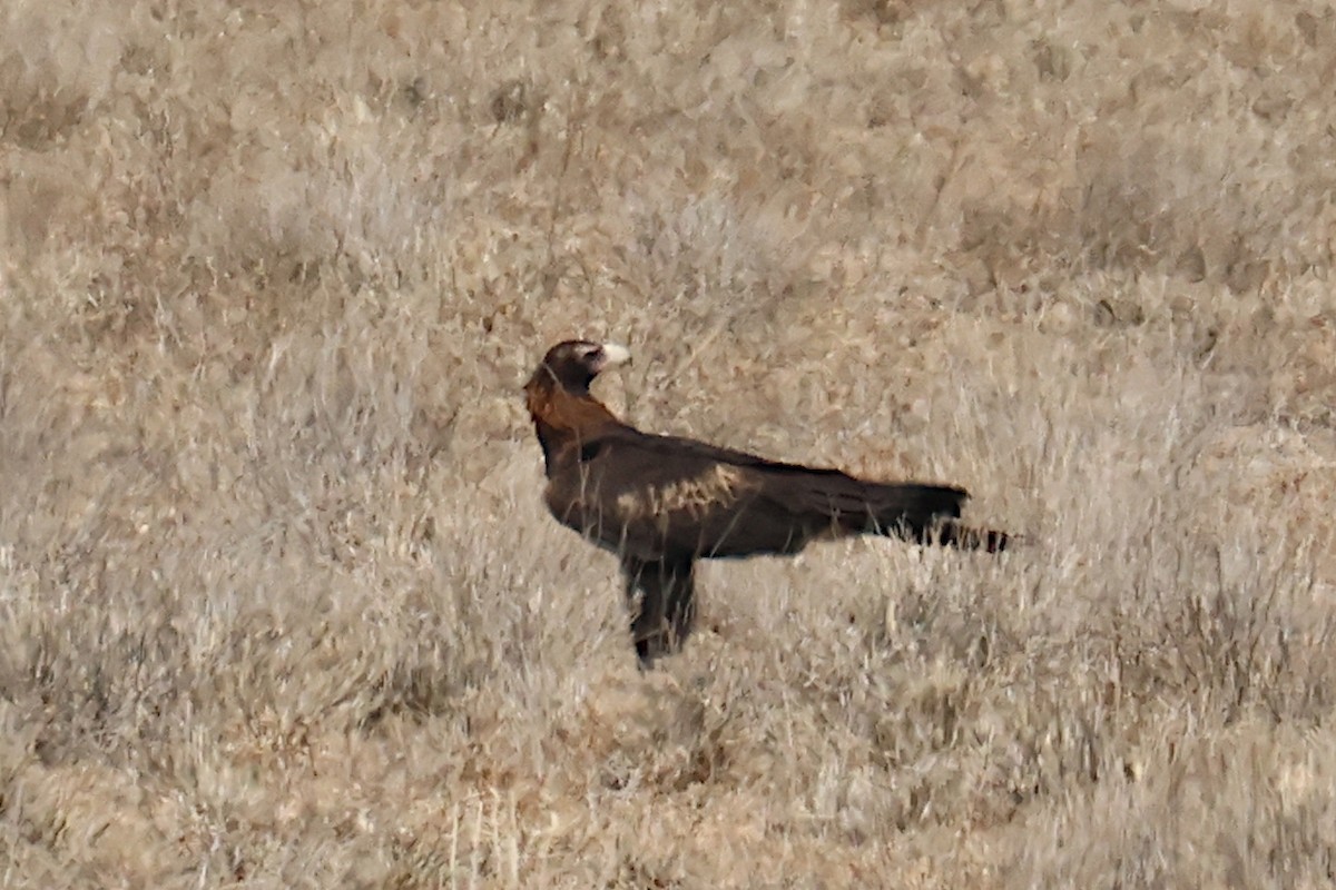 Wedge-tailed Eagle - ML609549995