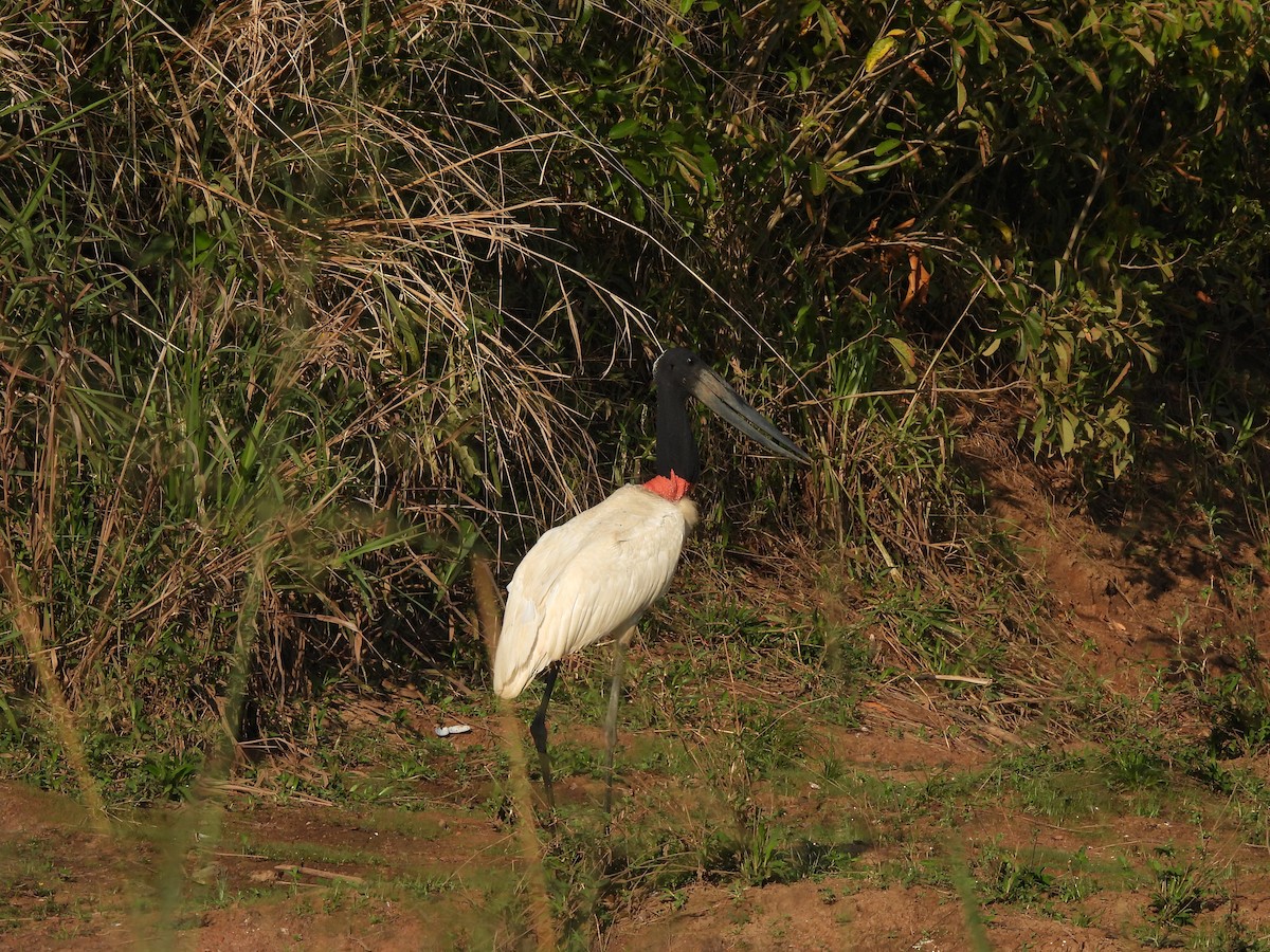 Jabiru - ML609550014