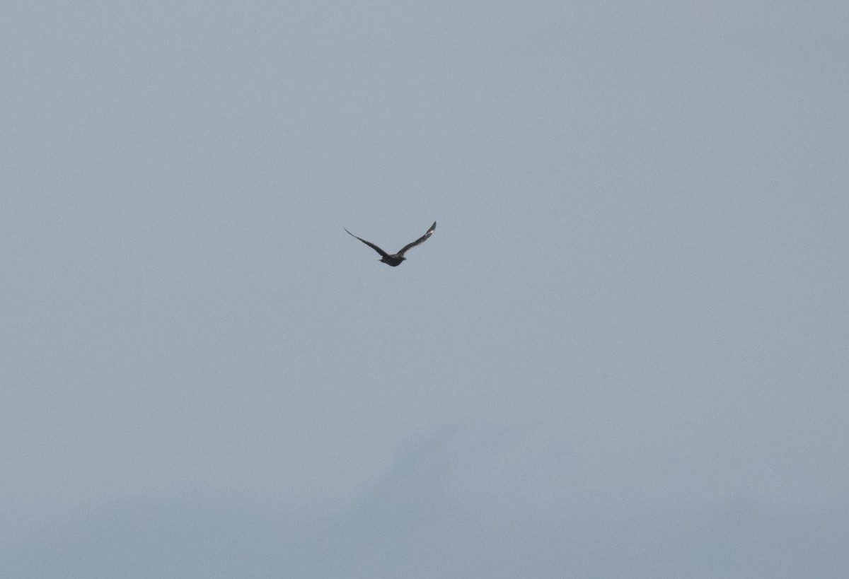 Great Skua - ML609550104