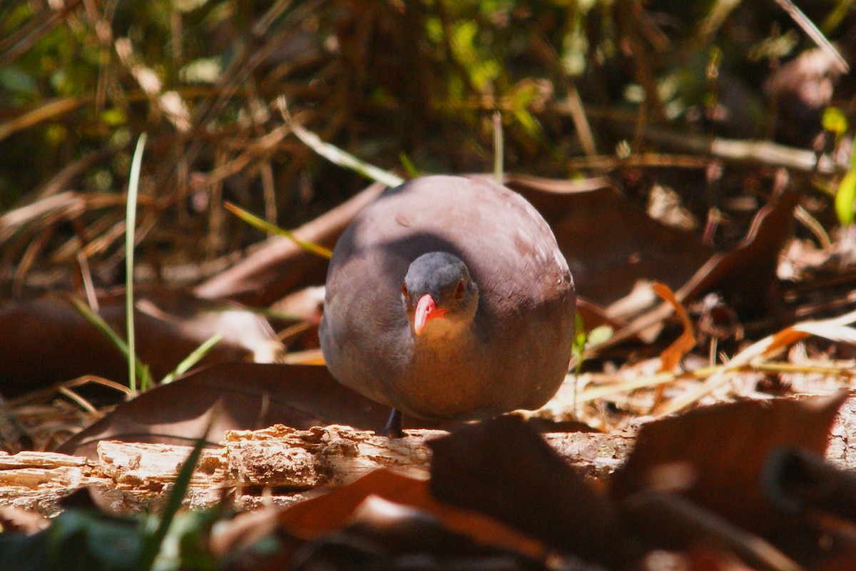 Tataupa Tinamou - ML609550132