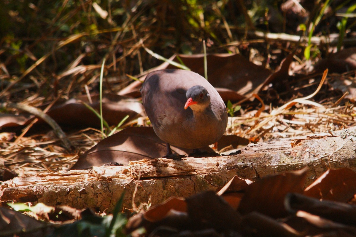 Tataupa Tinamou - ML609550153