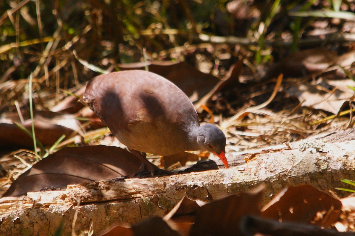 Tataupa Tinamou - ML609550174