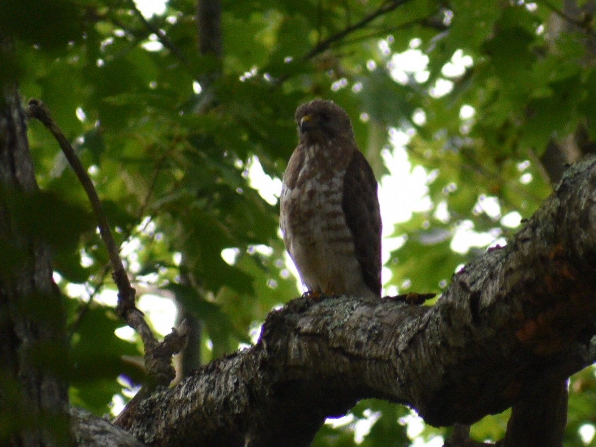 Broad-winged Hawk - ML609550181