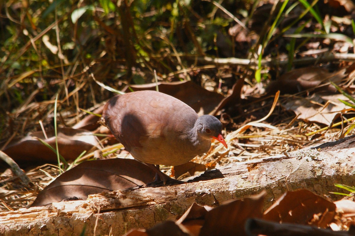 Tataupa Tinamou - ML609550186