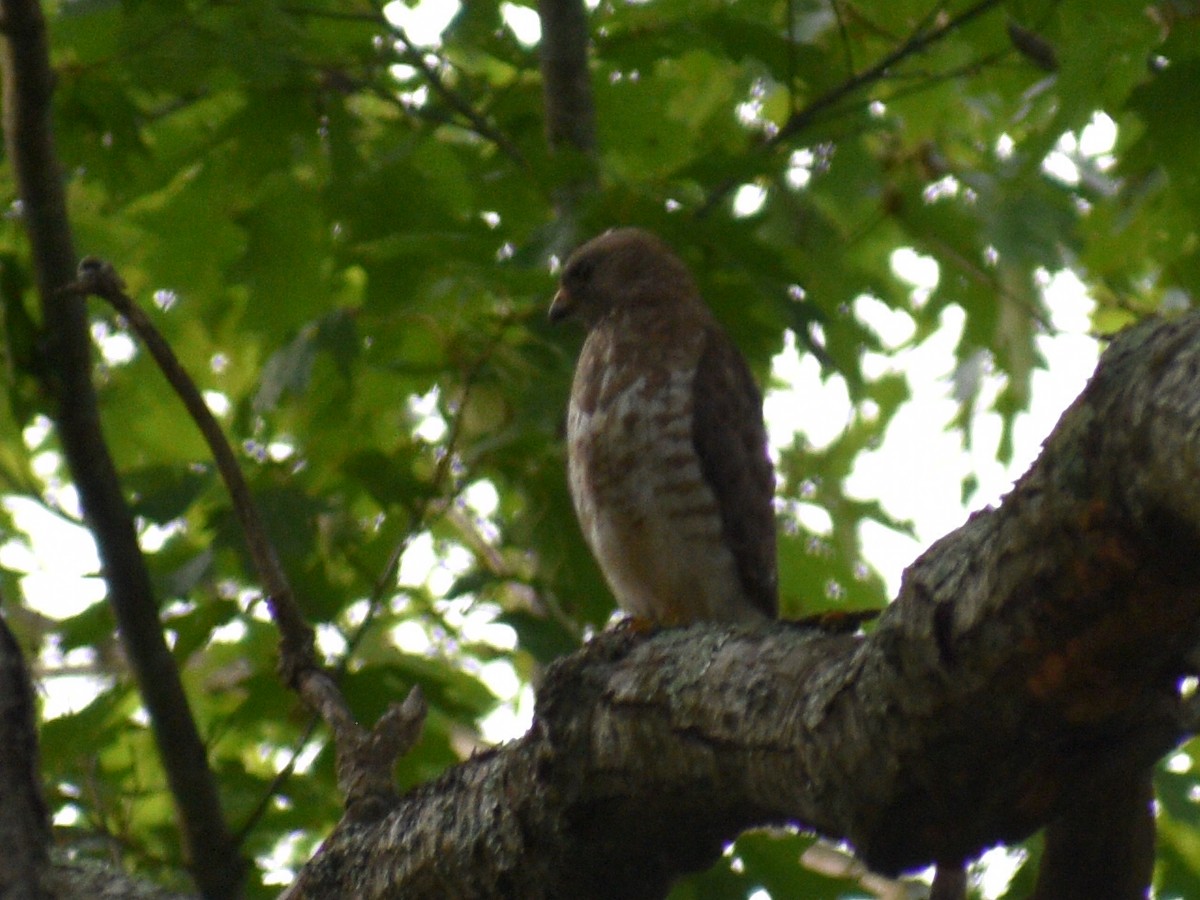 Broad-winged Hawk - ML609550196