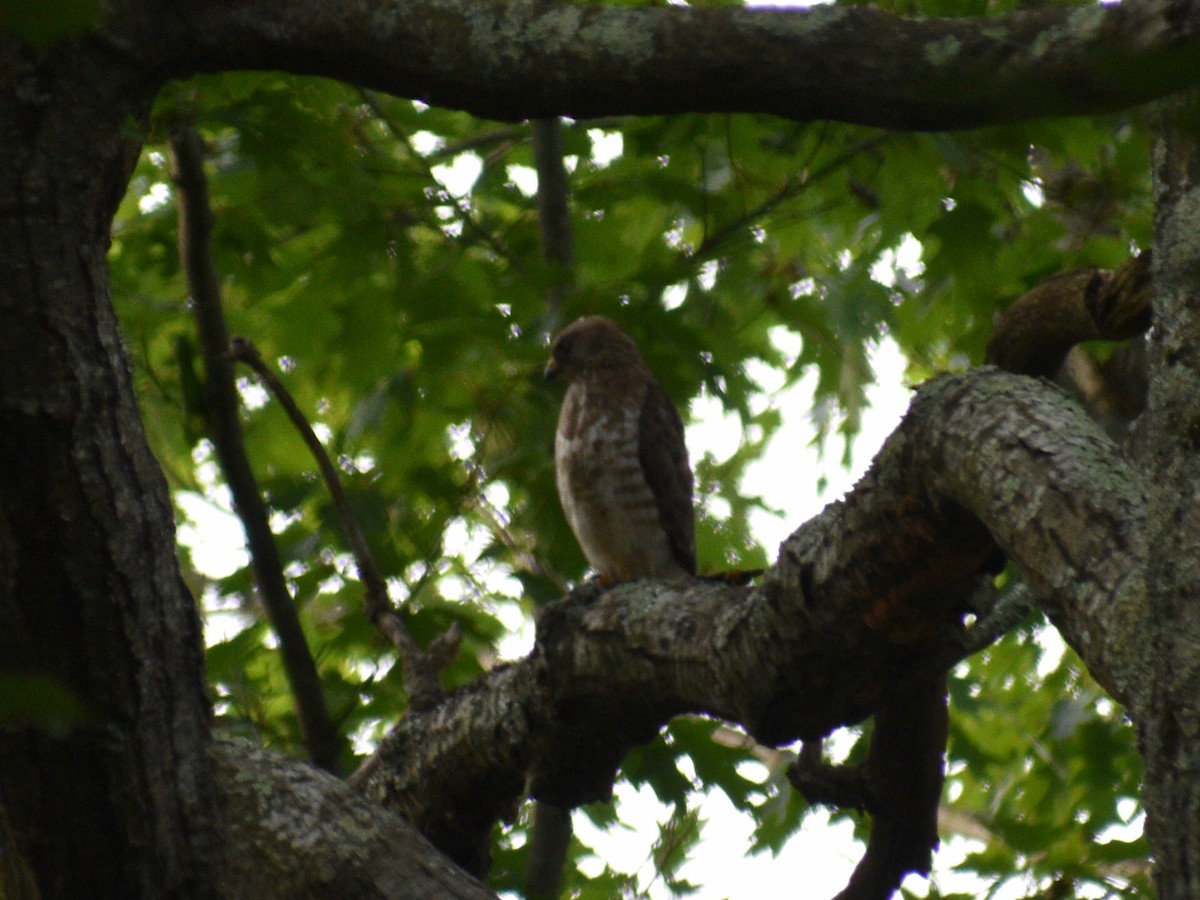 Broad-winged Hawk - ML609550198