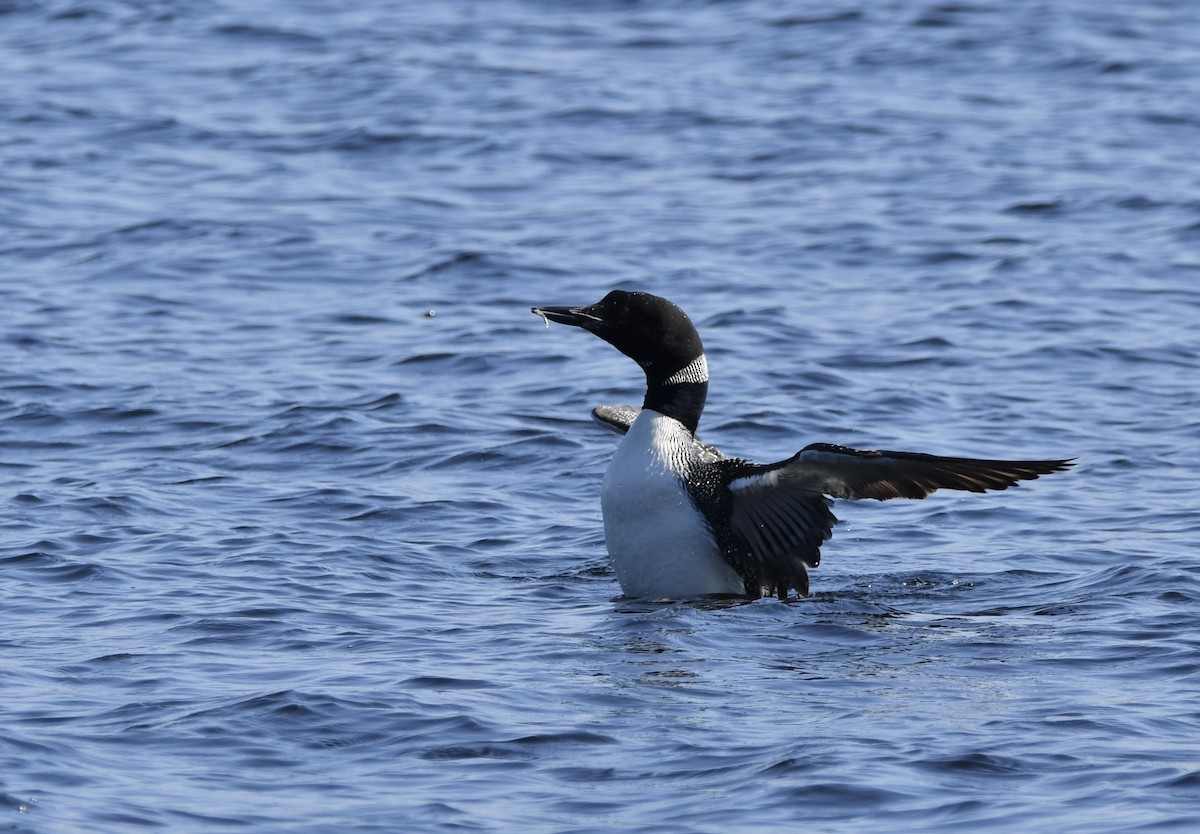 Common Loon - ML609550323