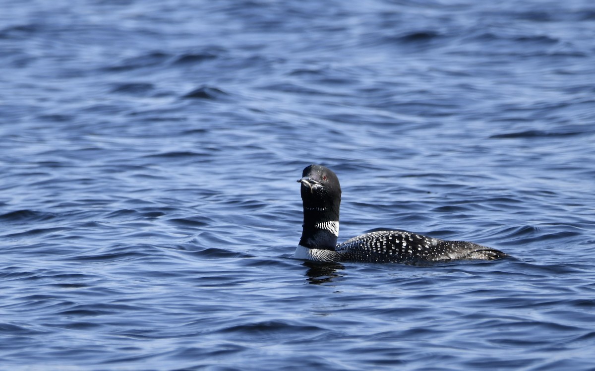 Common Loon - ML609550324