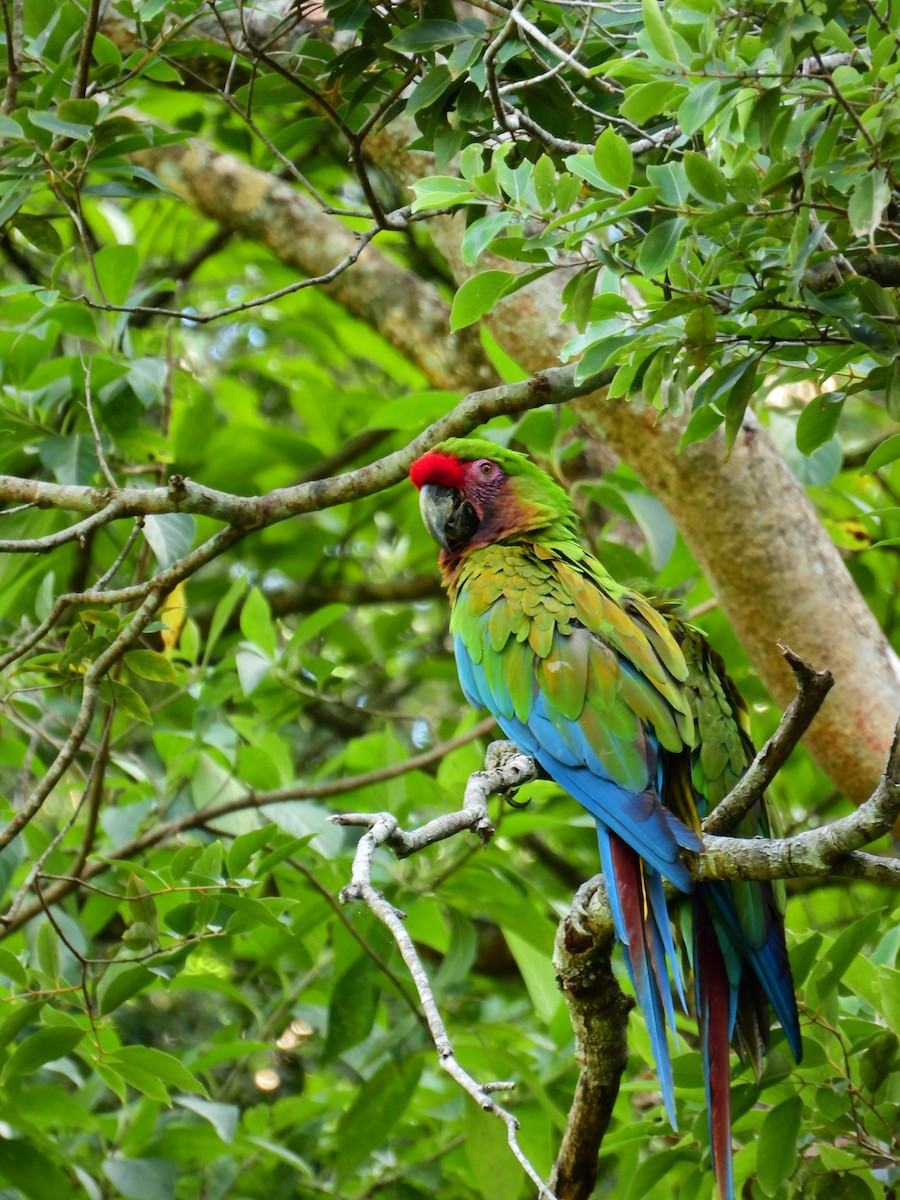 Military Macaw - ML609550356