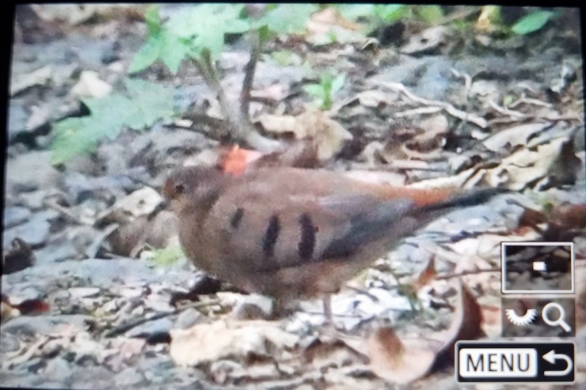 Maroon-chested Ground Dove - ML609550482