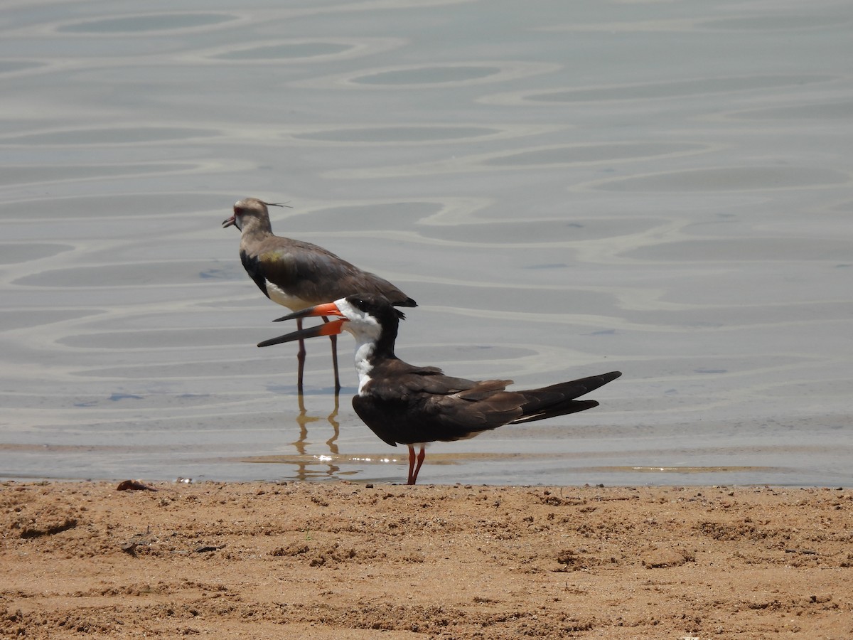 Black Skimmer - ML609550495