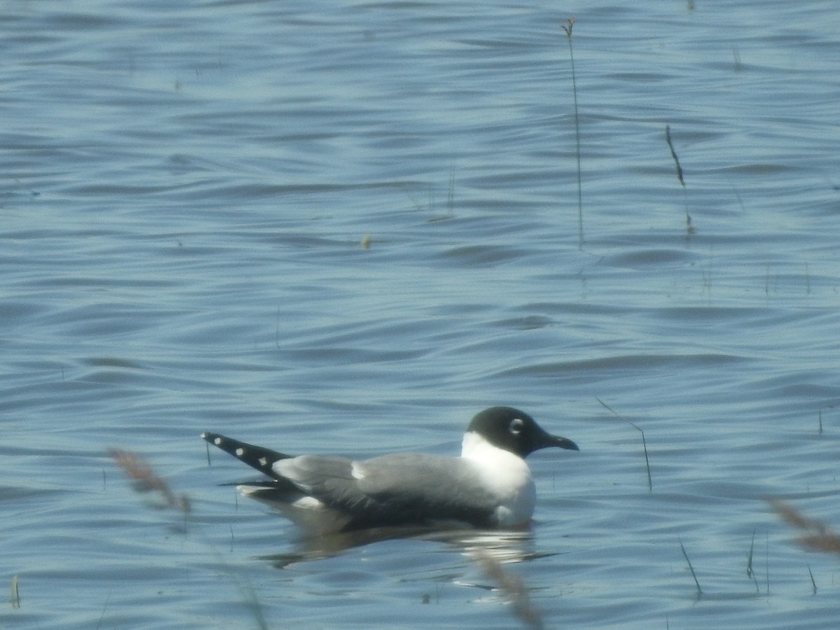 Franklin's Gull - ML60955051