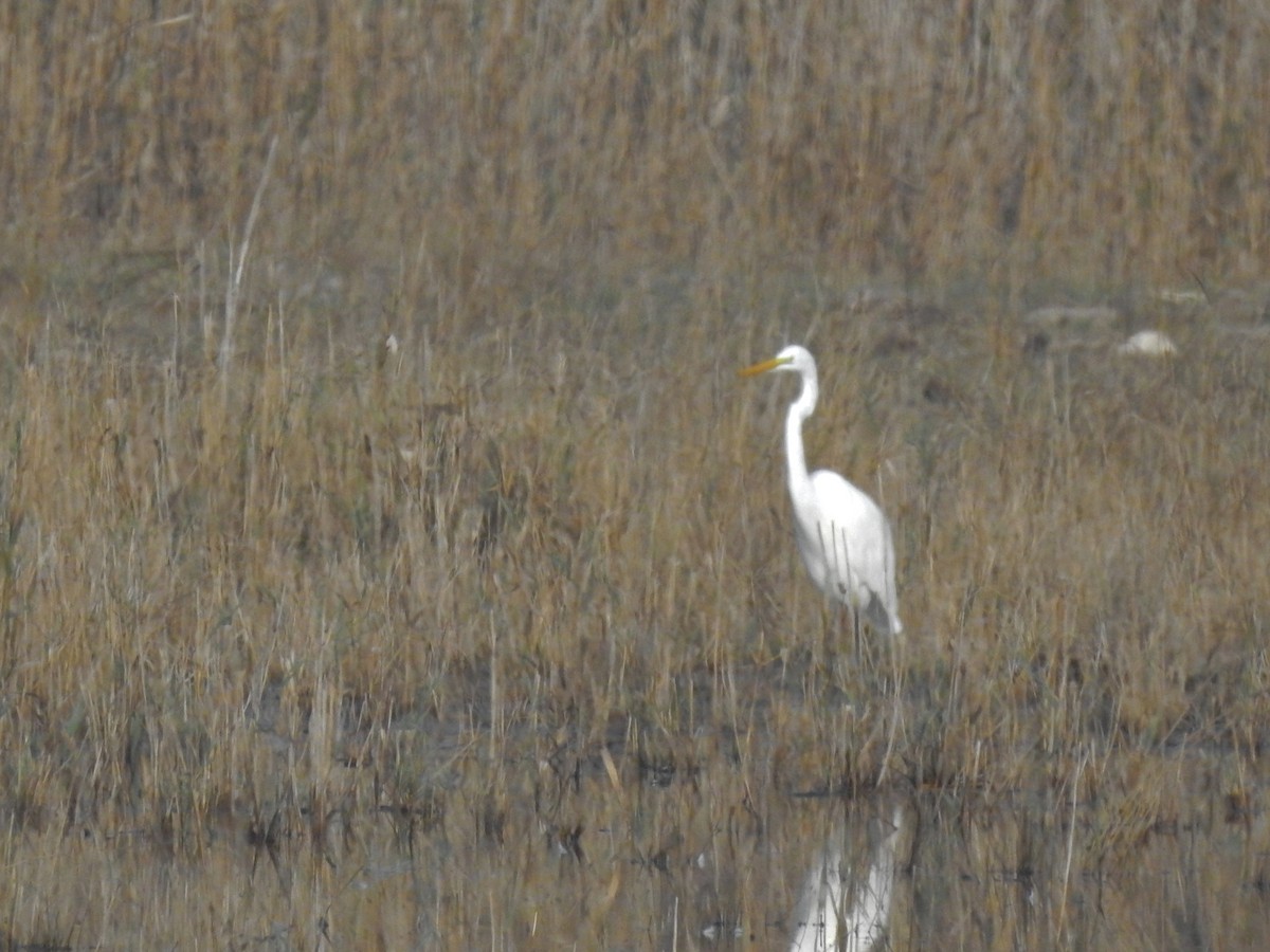 Great Egret - ML609550621