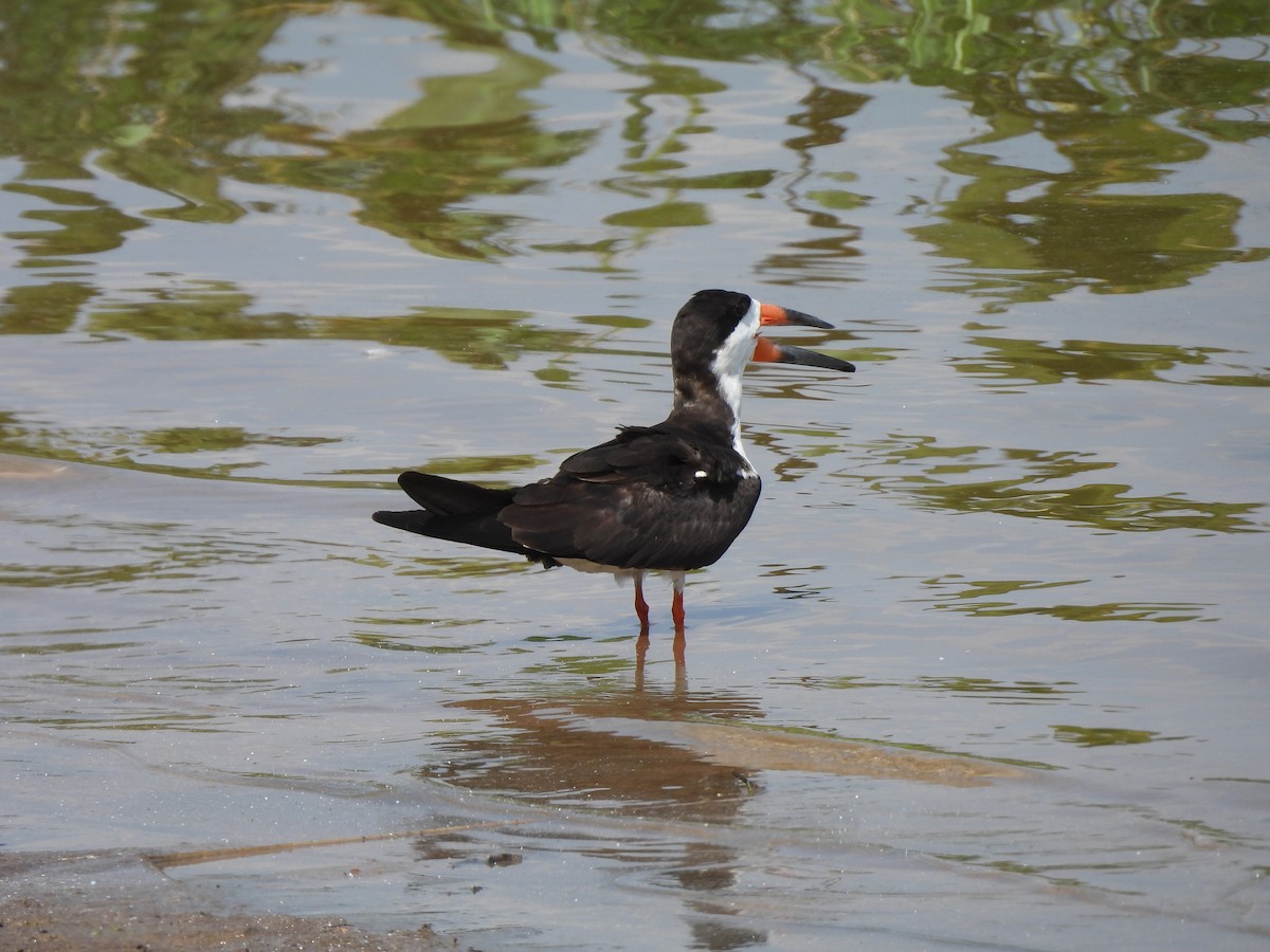 Black Skimmer - Iza Alencar