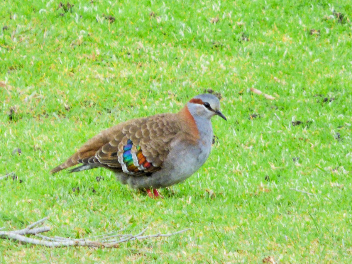 Brush Bronzewing - ML609550664