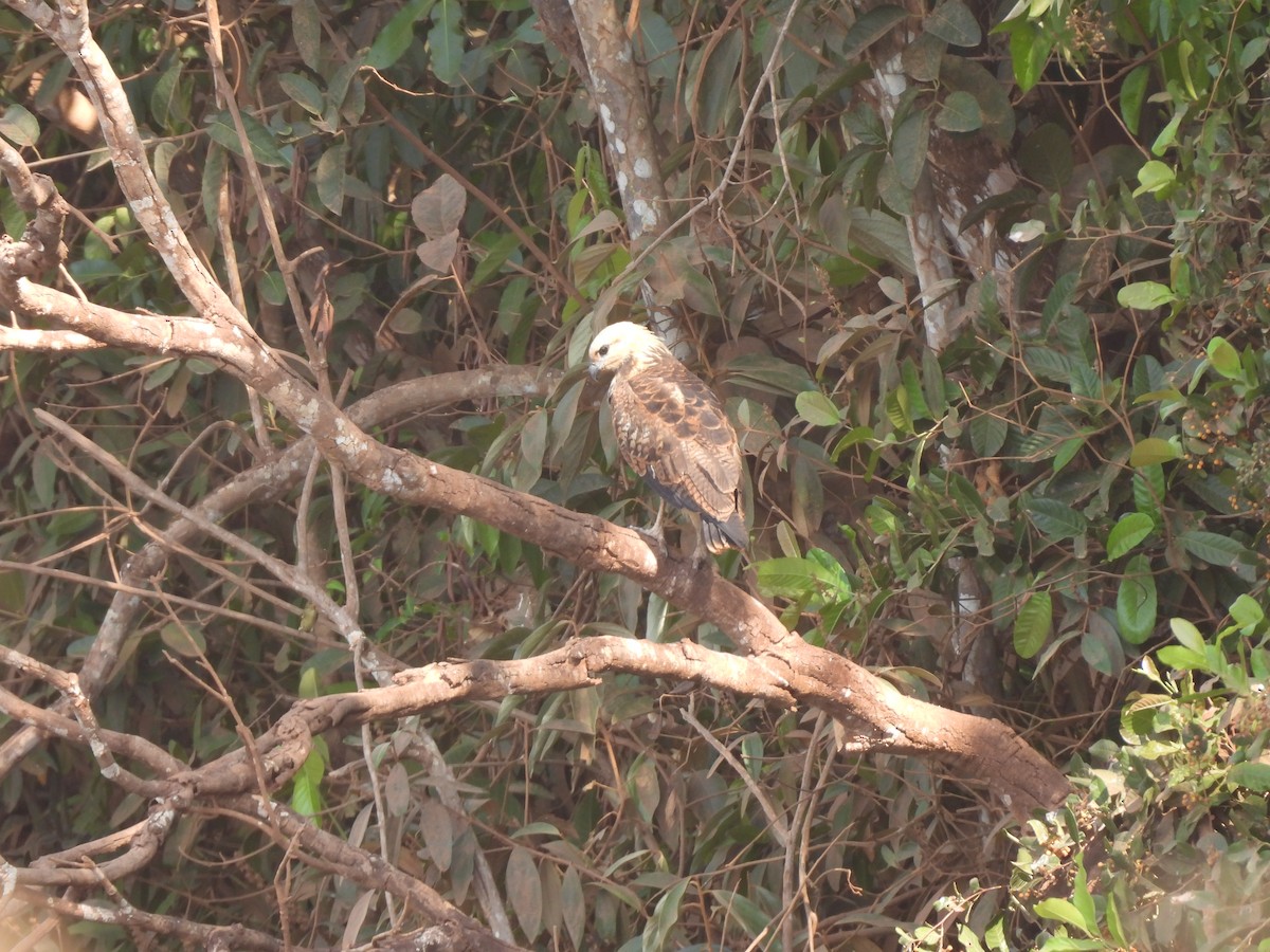 Black-collared Hawk - ML609550700