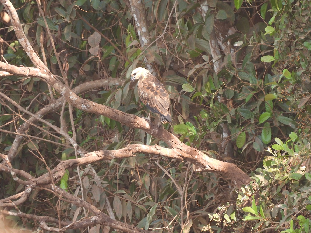 Black-collared Hawk - ML609550701