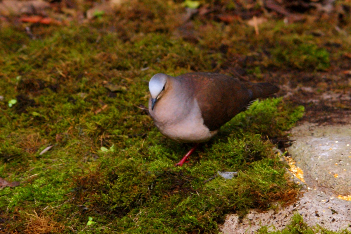 Gray-fronted Dove - ML609550793