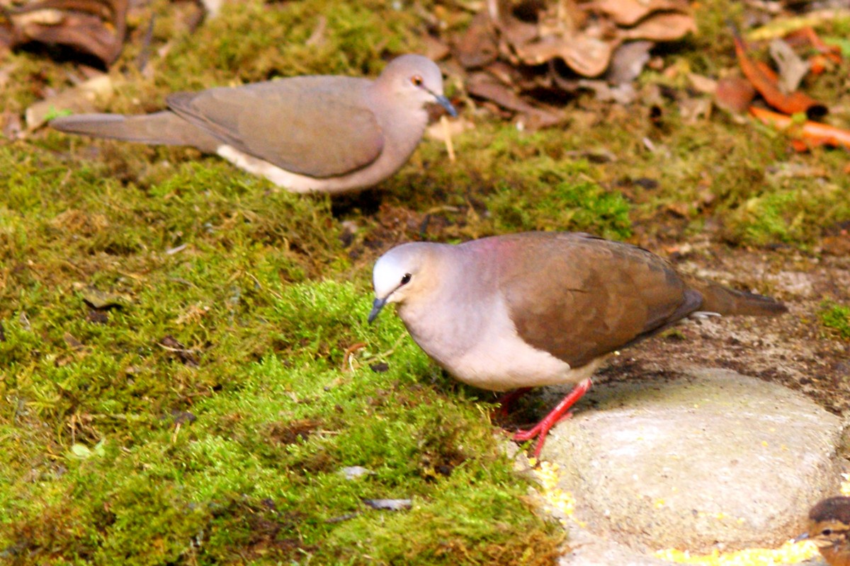 Gray-fronted Dove - ML609550808