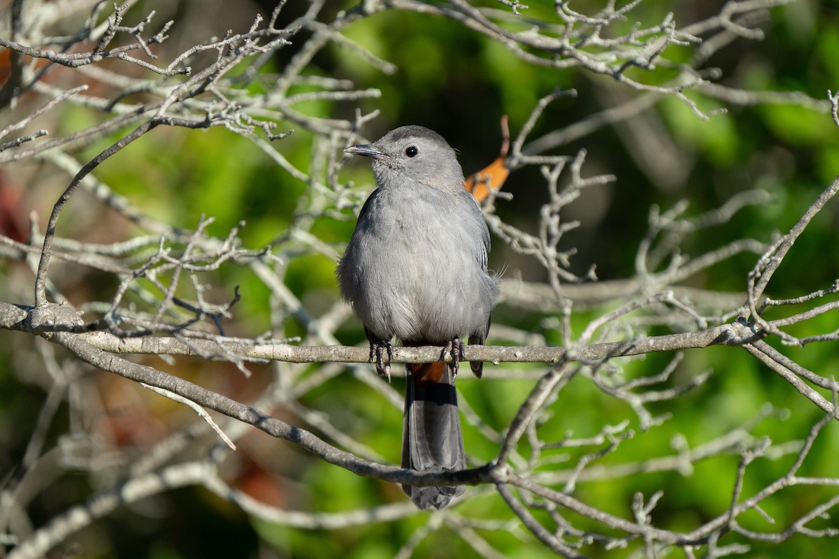 Gray Catbird - ML609550835