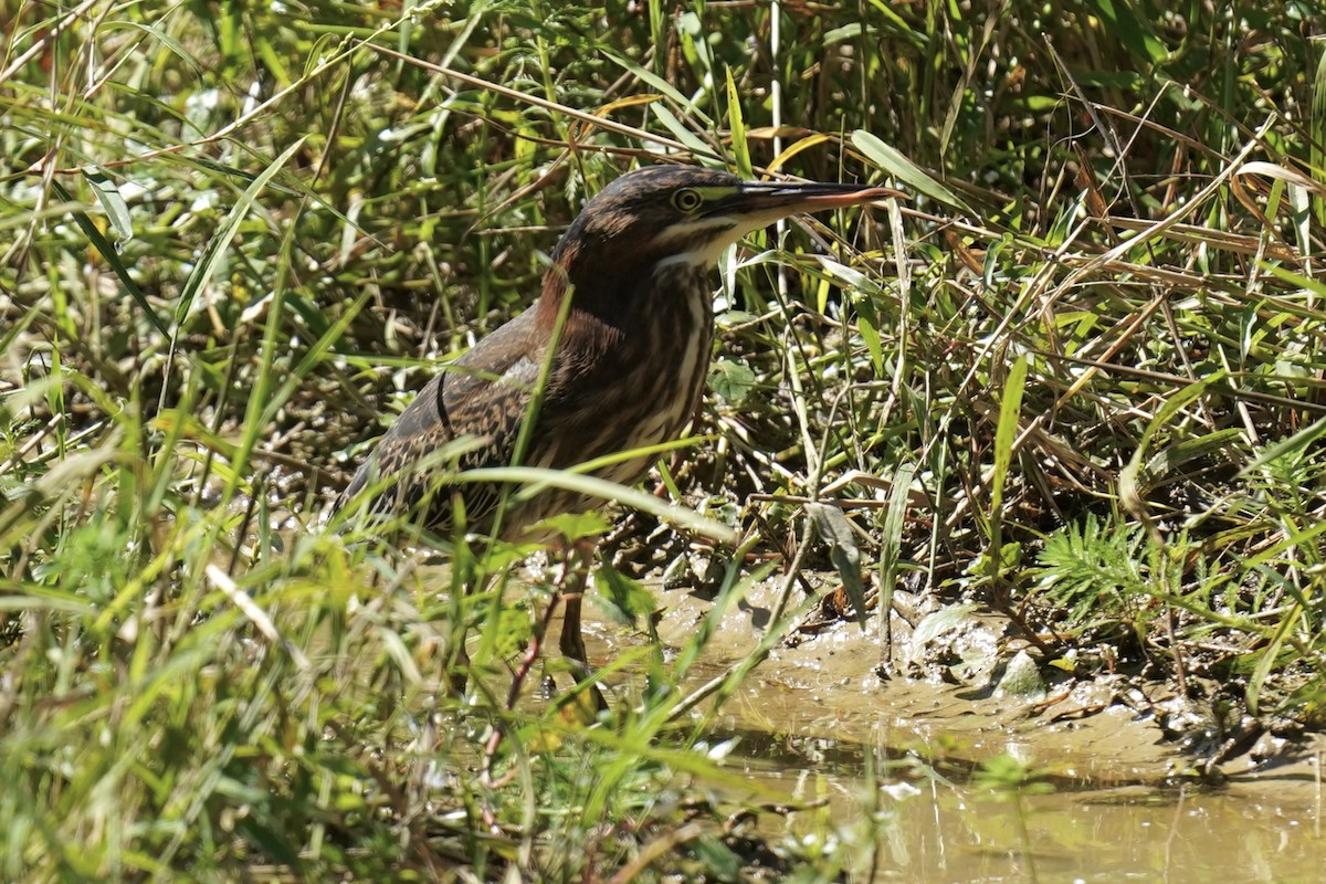 Green Heron - ML609550848