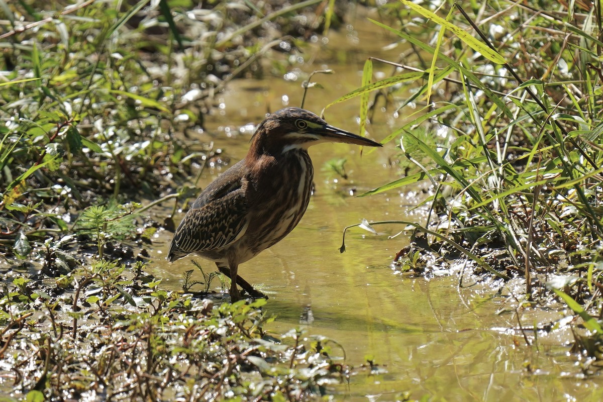 Green Heron - ML609550849