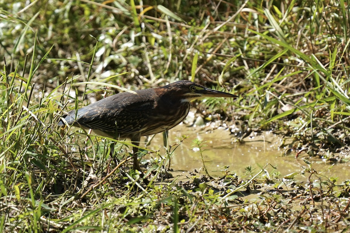 Green Heron - ML609550850