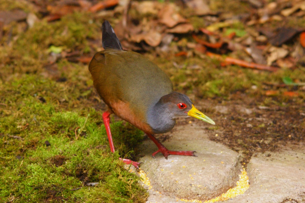 Gray-cowled Wood-Rail - ROYAL FLYCATCHER /Kenny Rodríguez Añazco