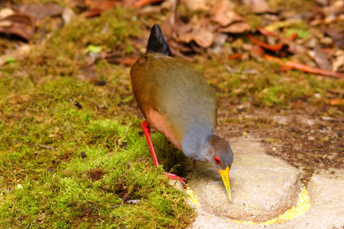 Gray-cowled Wood-Rail - ML609550858