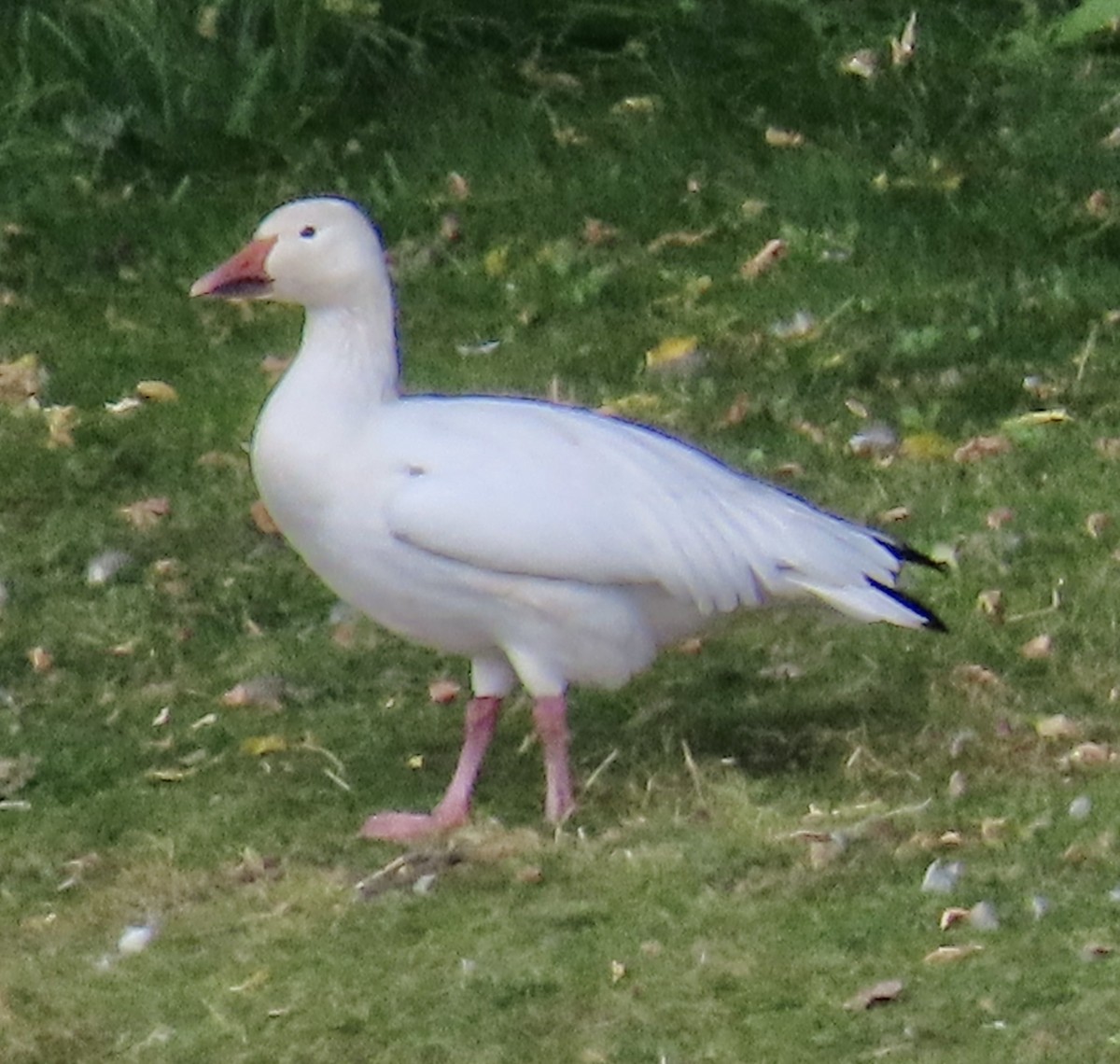 Snow Goose - ML609550870