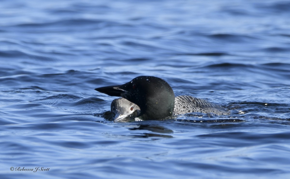 Common Loon - ML609550880