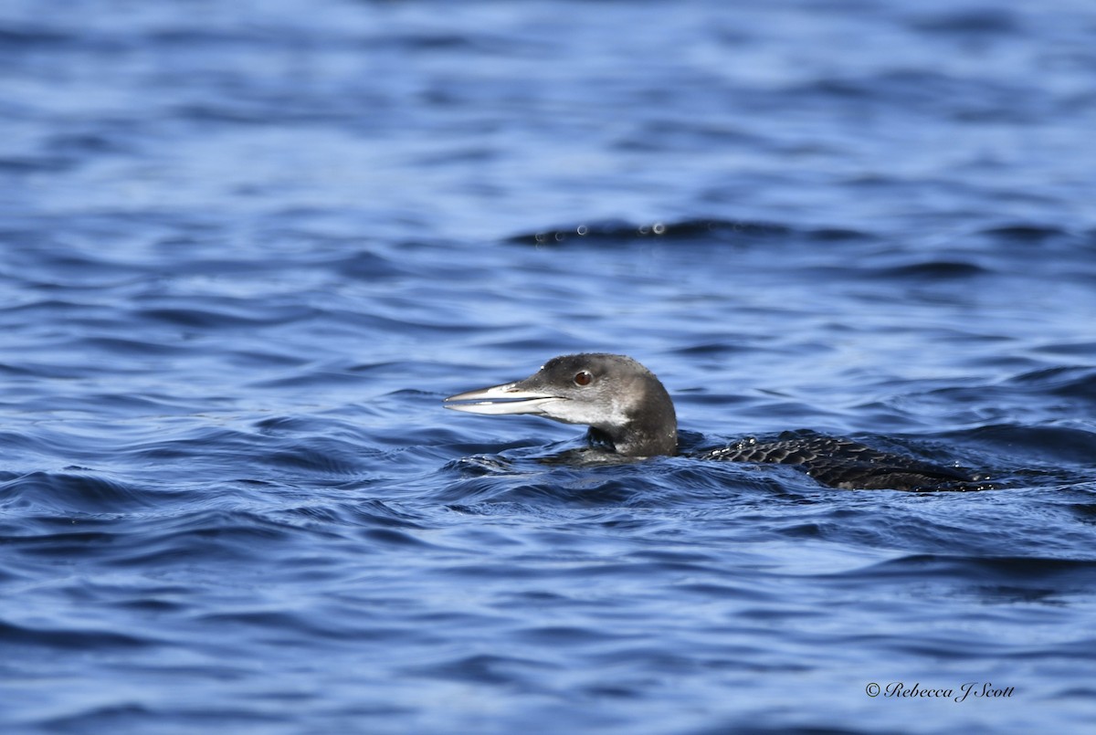 Common Loon - ML609550881