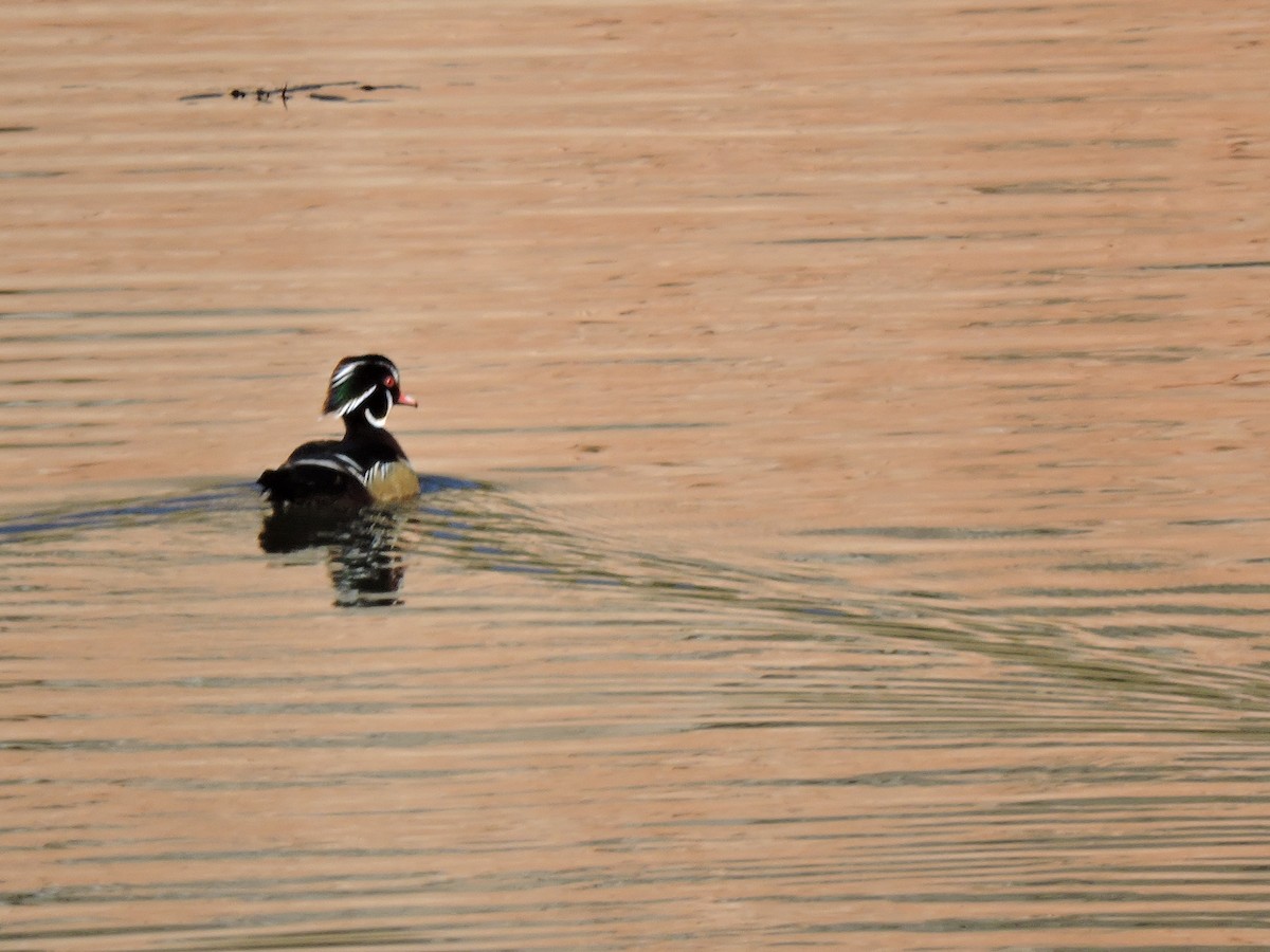 Wood Duck - Bosco Greenhead