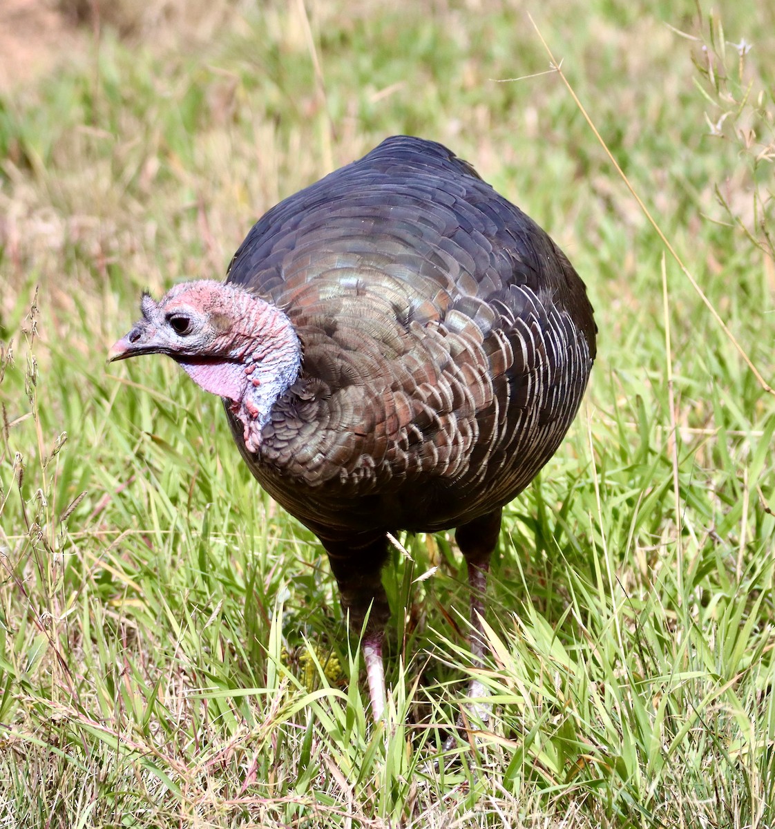 Wild Turkey - ML609550889