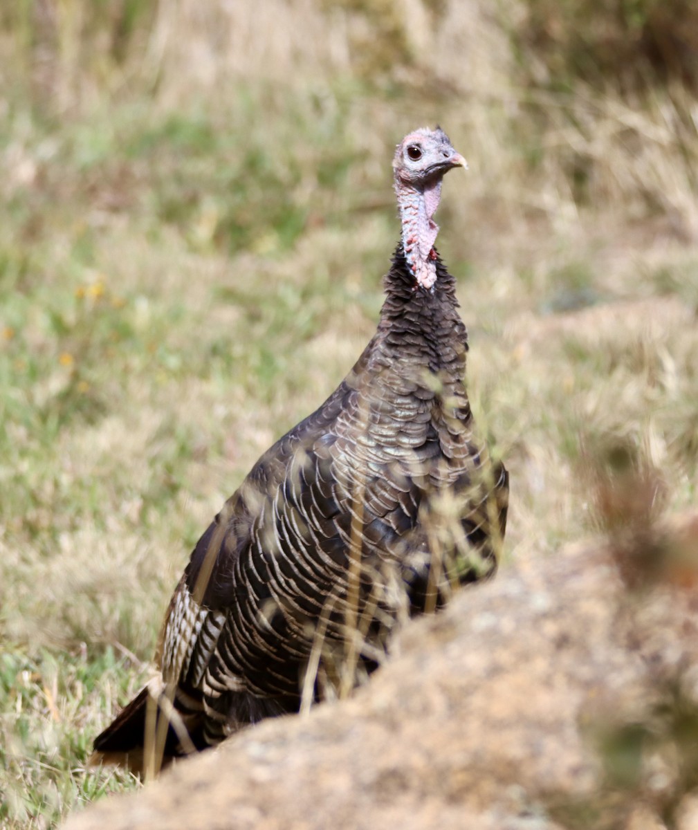 Wild Turkey - ML609550890