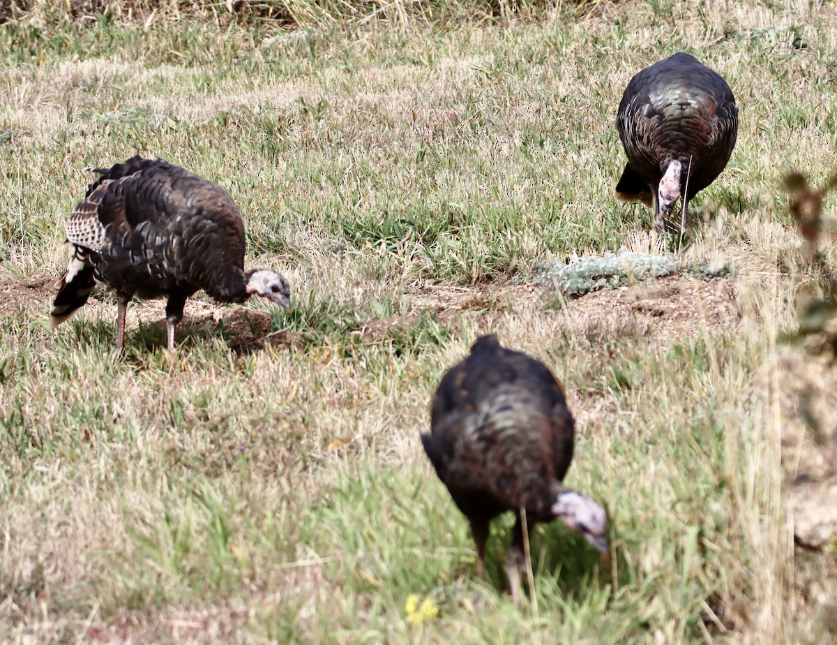 Guajolote Gallipavo - ML609550892