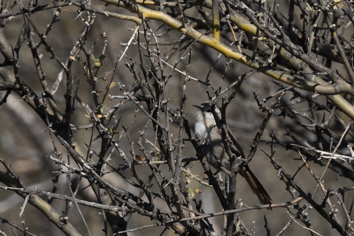 Stripe-crowned Spinetail - ML609550908