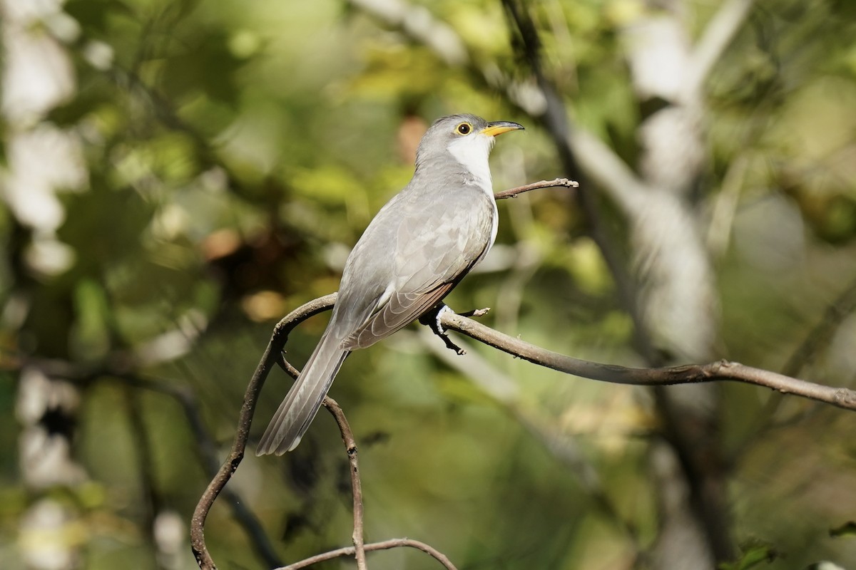 Yellow-billed Cuckoo - ML609550910