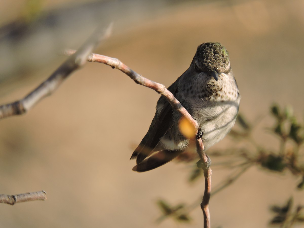 Anna's Hummingbird - ML609550971