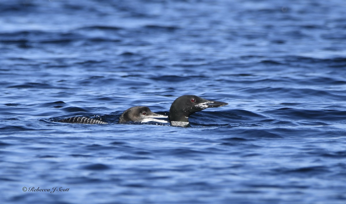 Common Loon - ML609550972